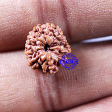 Load image into Gallery viewer, 11 Mukhi Indonesian Rudraksha - Bead No.245
