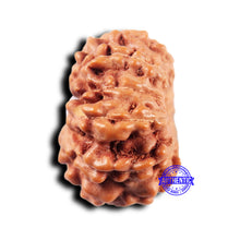 Load image into Gallery viewer, 11 Mukhi Indonesian Rudraksha - Bead No.245
