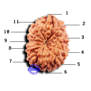 11 Mukhi Indonesian Rudraksha - Bead No. 246