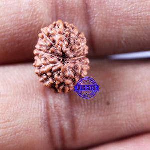 11 Mukhi Indonesian Rudraksha - Bead No. 246