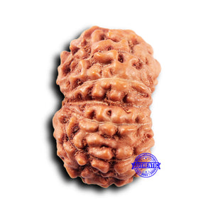 11 Mukhi Indonesian Rudraksha - Bead No. 246