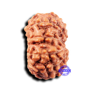 11 Mukhi Indonesian Rudraksha - Bead No. 246