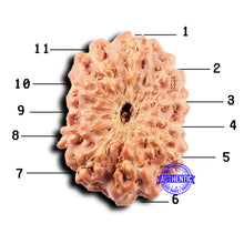 Load image into Gallery viewer, 11 Mukhi Indonesian Rudraksha - Bead No. 247
