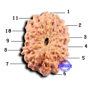 11 Mukhi Indonesian Rudraksha - Bead No. 247