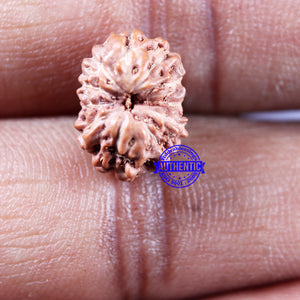 11 Mukhi Indonesian Rudraksha - Bead No. 247