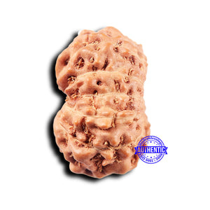 11 Mukhi Indonesian Rudraksha - Bead No. 247