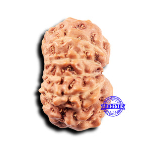 11 Mukhi Indonesian Rudraksha - Bead No. 247