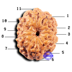 11 Mukhi Indonesian Rudraksha - Bead No. 248