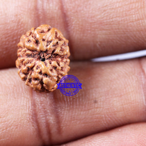 11 Mukhi Indonesian Rudraksha - Bead No. 248