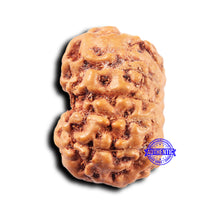 Load image into Gallery viewer, 11 Mukhi Indonesian Rudraksha - Bead No. 248
