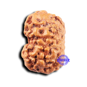 11 Mukhi Indonesian Rudraksha - Bead No. 248