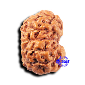 11 Mukhi Indonesian Rudraksha - Bead No. 248