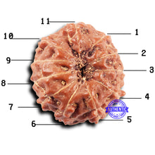 Load image into Gallery viewer, 11 Mukhi Indonesian Rudraksha - Bead No. 249
