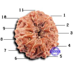 11 Mukhi Indonesian Rudraksha - Bead No. 249