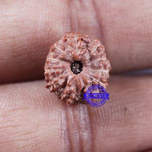 11 Mukhi Indonesian Rudraksha - Bead No. 249