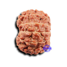 Load image into Gallery viewer, 11 Mukhi Indonesian Rudraksha - Bead No. 249
