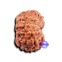 Load image into Gallery viewer, 11 Mukhi Indonesian Rudraksha - Bead No. 249
