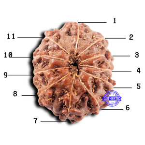 11 Mukhi Indonesian Rudraksha - Bead No. 250