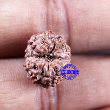 Load image into Gallery viewer, 11 Mukhi Indonesian Rudraksha - Bead No. 250
