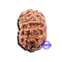 Load image into Gallery viewer, 11 Mukhi Indonesian Rudraksha - Bead No. 250
