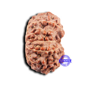 11 Mukhi Indonesian Rudraksha - Bead No. 250