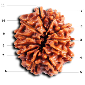 11 Mukhi Nepalese Rudraksha - Bead No. 385