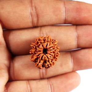 11 Mukhi Nepalese Rudraksha - Bead No. 385