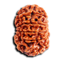 Load image into Gallery viewer, 11 Mukhi Nepalese Rudraksha - Bead No. 385
