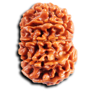 11 Mukhi Nepalese Rudraksha - Bead No. 385