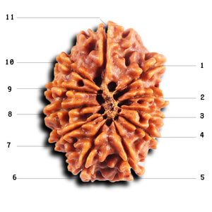 11 Mukhi Nepalese Rudraksha - Bead No. 387