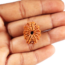 Load image into Gallery viewer, 11 Mukhi Nepalese Rudraksha - Bead No. 387
