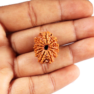 11 Mukhi Nepalese Rudraksha - Bead No. 387