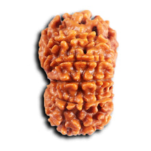 Load image into Gallery viewer, 11 Mukhi Nepalese Rudraksha - Bead No. 387
