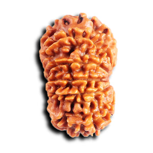 11 Mukhi Nepalese Rudraksha - Bead No. 387