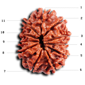 11 Mukhi Nepalese Rudraksha - Bead No.388