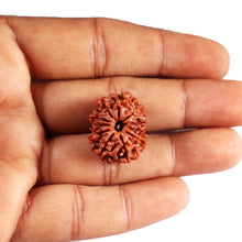 Load image into Gallery viewer, 11 Mukhi Nepalese Rudraksha - Bead No.388
