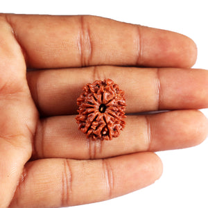 11 Mukhi Nepalese Rudraksha - Bead No.388