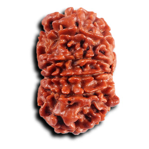 11 Mukhi Nepalese Rudraksha - Bead No.388