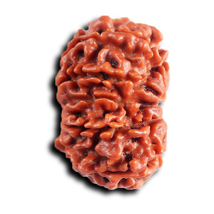 11 Mukhi Nepalese Rudraksha - Bead No.388