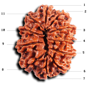 11 Mukhi Nepalese Rudraksha - Bead No. 389