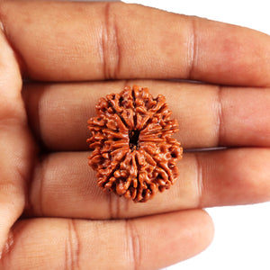 11 Mukhi Nepalese Rudraksha - Bead No. 389