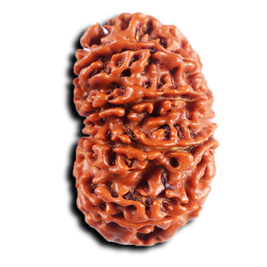 11 Mukhi Nepalese Rudraksha - Bead No. 389