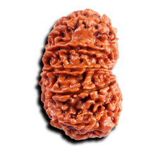 Load image into Gallery viewer, 11 Mukhi Nepalese Rudraksha - Bead No. 389
