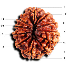 Load image into Gallery viewer, 11 Mukhi Nepalese Rudraksha - Bead No. 390
