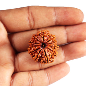 11 Mukhi Nepalese Rudraksha - Bead No. 390