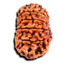 Load image into Gallery viewer, 11 Mukhi Nepalese Rudraksha - Bead No. 390
