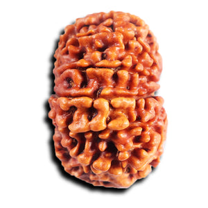 11 Mukhi Nepalese Rudraksha - Bead No. 390