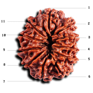 11 Mukhi Nepalese Rudraksha - Bead No. 391