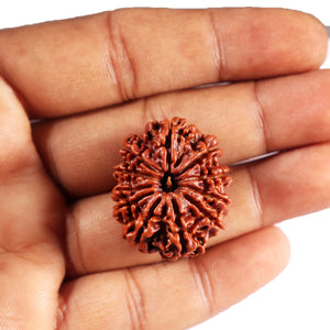 11 Mukhi Nepalese Rudraksha - Bead No. 391