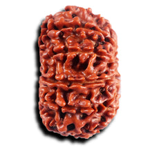 Load image into Gallery viewer, 11 Mukhi Nepalese Rudraksha - Bead No. 391
